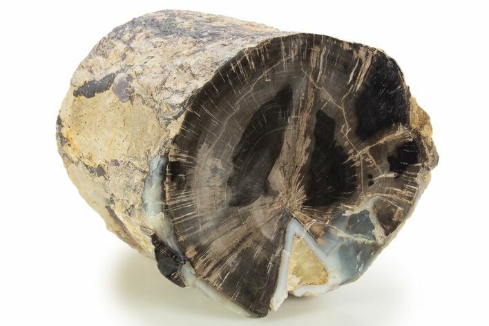 Wide Petrified Wood (Schinoxylon) Limb - Blue Forest, Wyoming #333035